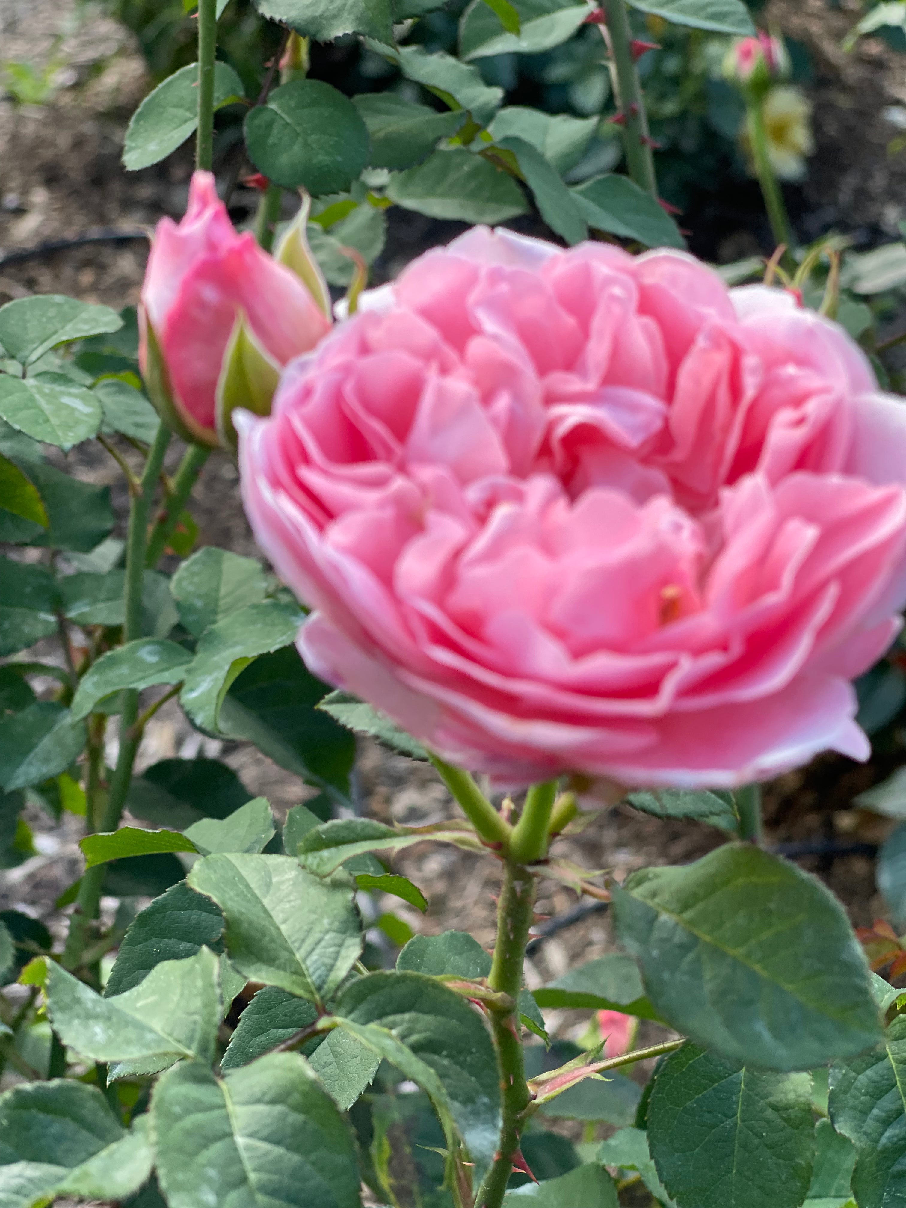 AUSsal – TriStar Roses