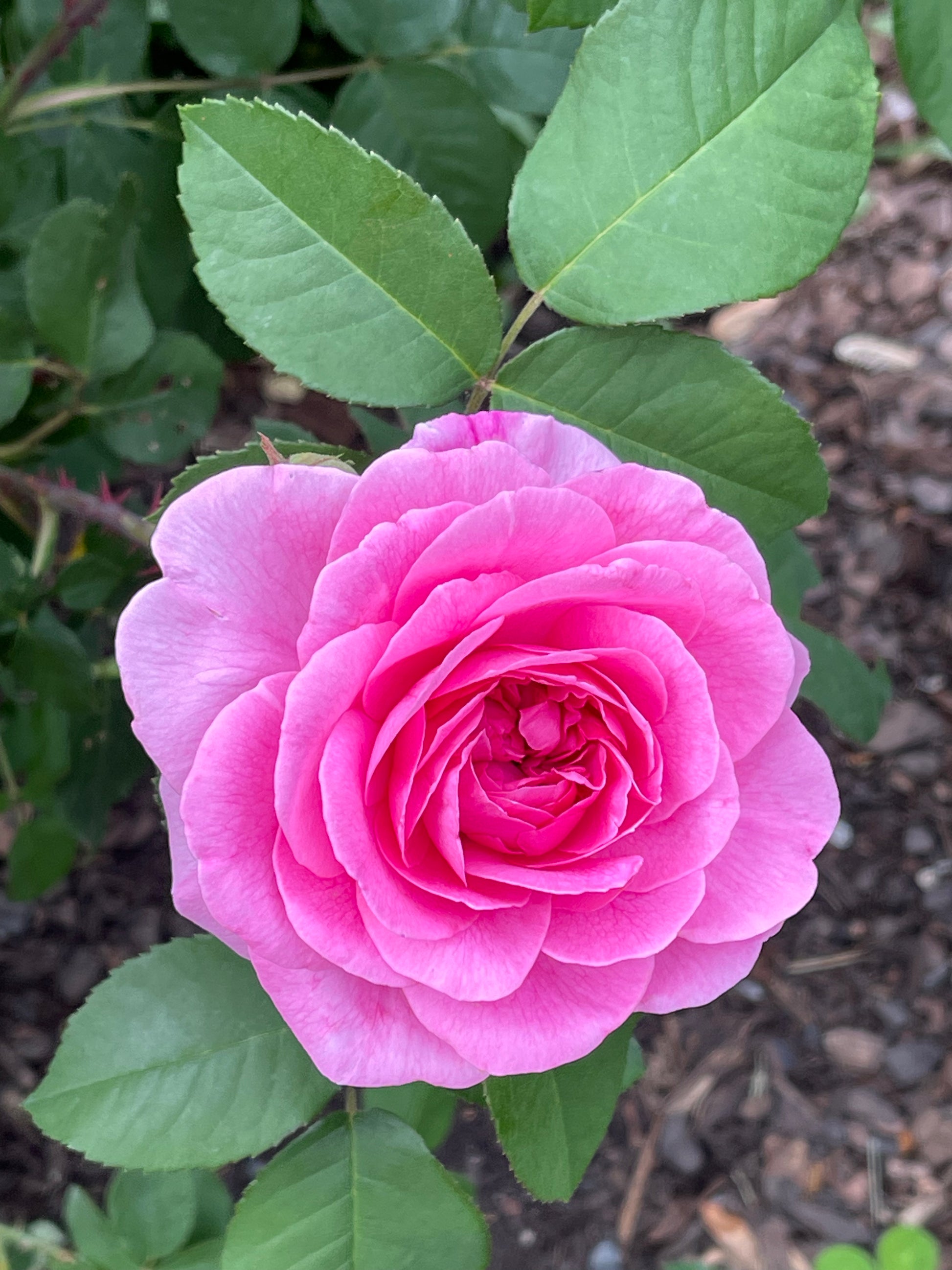 Ausboard – TriStar Roses Ausboard – TriStar Roses
