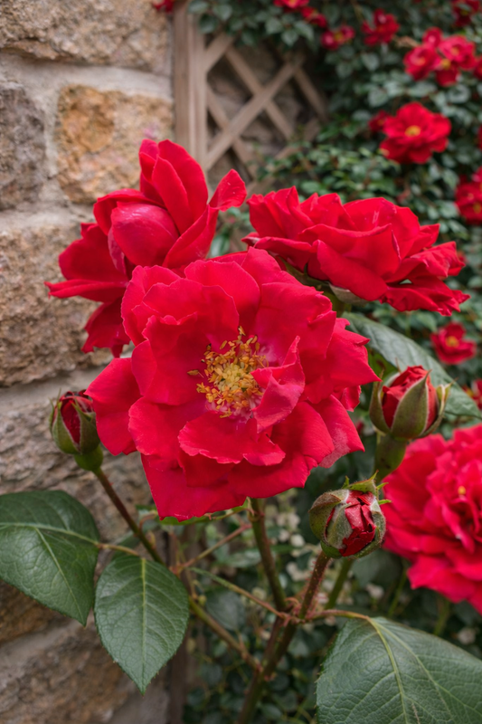 Paul's Scarlet Climber