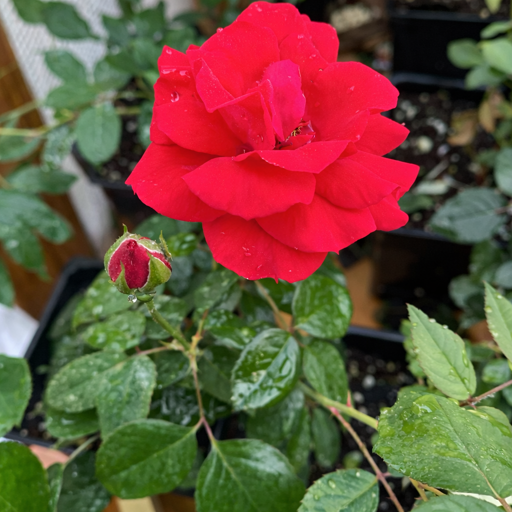 Paul's Scarlet Climber